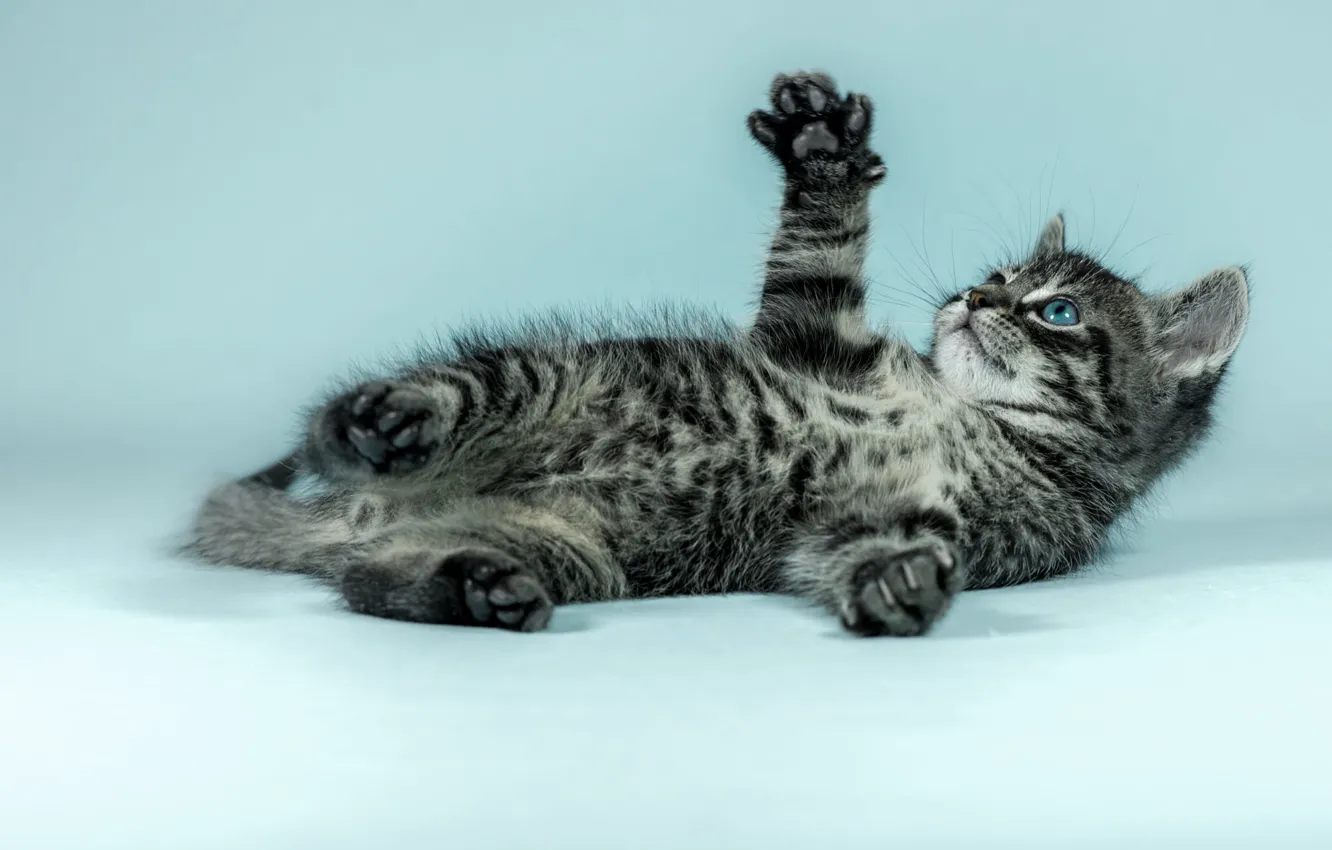 Photo wallpaper cat, look, pose, kitty, grey, background, blue, legs