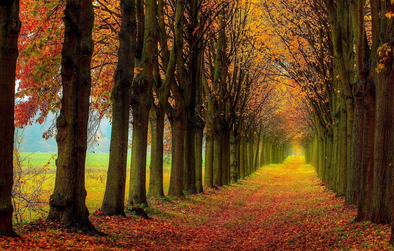 Photo wallpaper trees, autumn, way