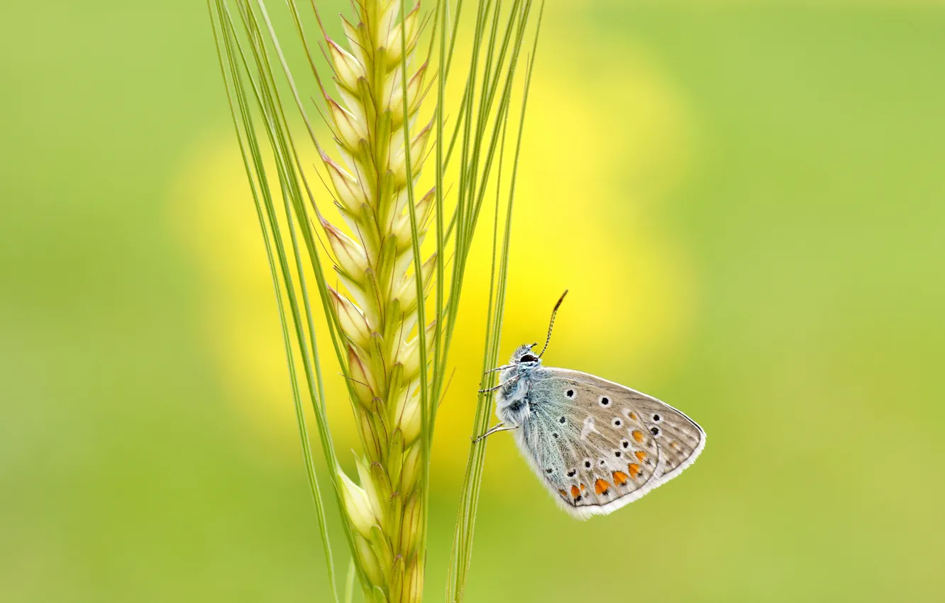 Photo wallpaper summer, macro, yellow, green, background, butterfly, rye, insect