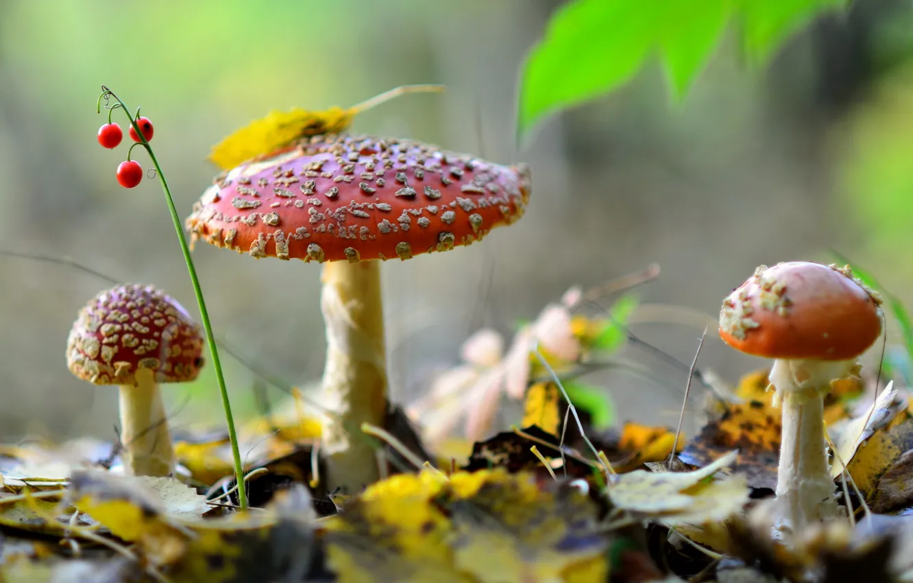 Photo wallpaper forest, nature, mushrooms