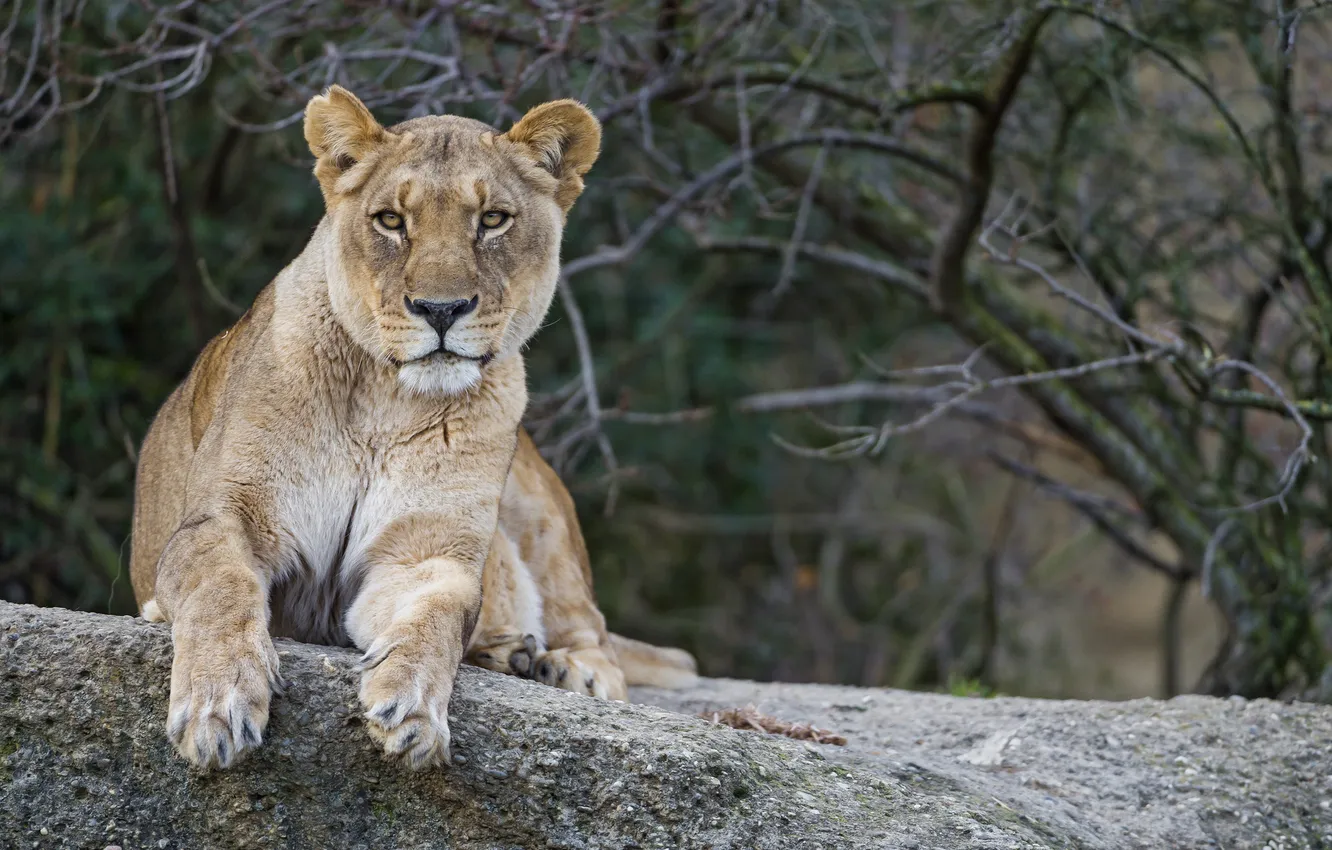Photo wallpaper cat, look, lioness, ©Tambako The Jaguar