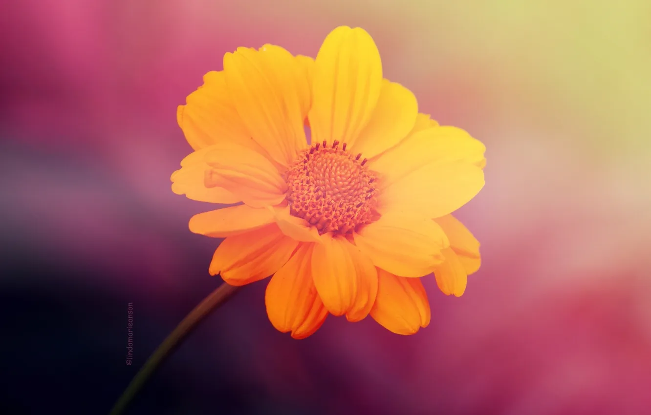 Photo wallpaper macro, flowers, yellow
