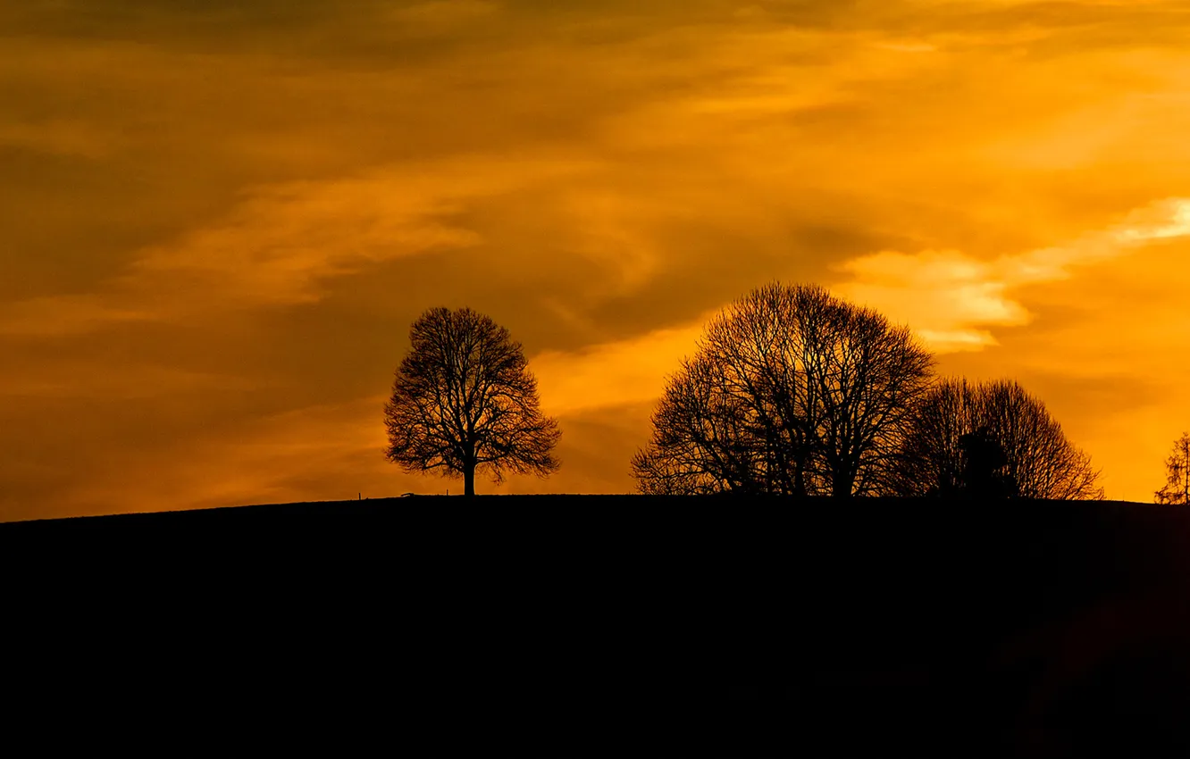 Photo wallpaper the sky, clouds, trees, sunset, horizon, silhouette