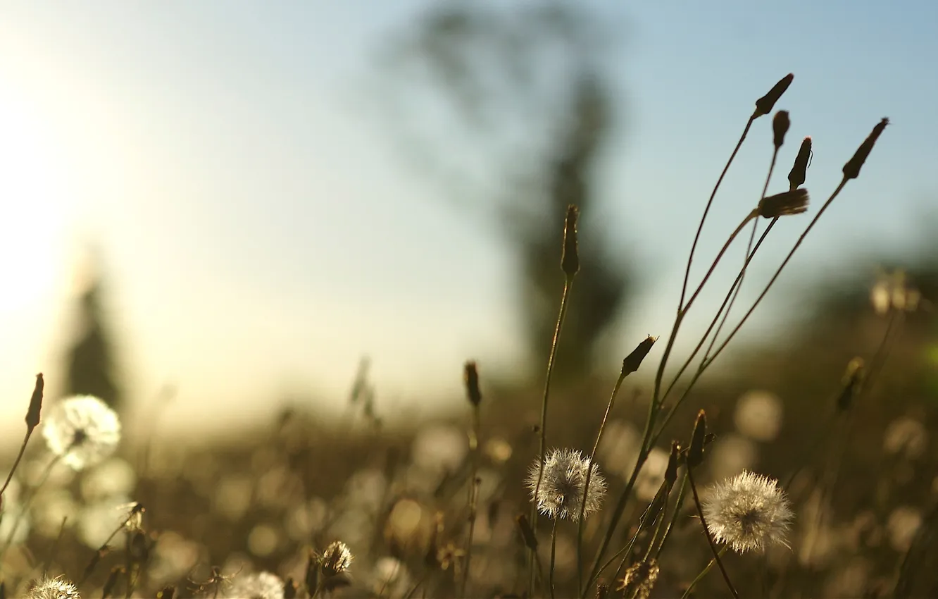 Photo wallpaper nature, background, dandelion, Wallpaper, glade, plant, wallpapers