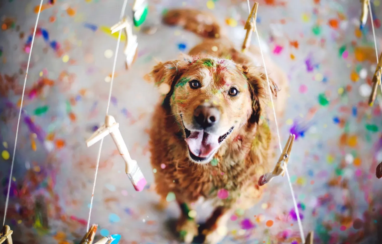 Photo wallpaper look, paint, dog