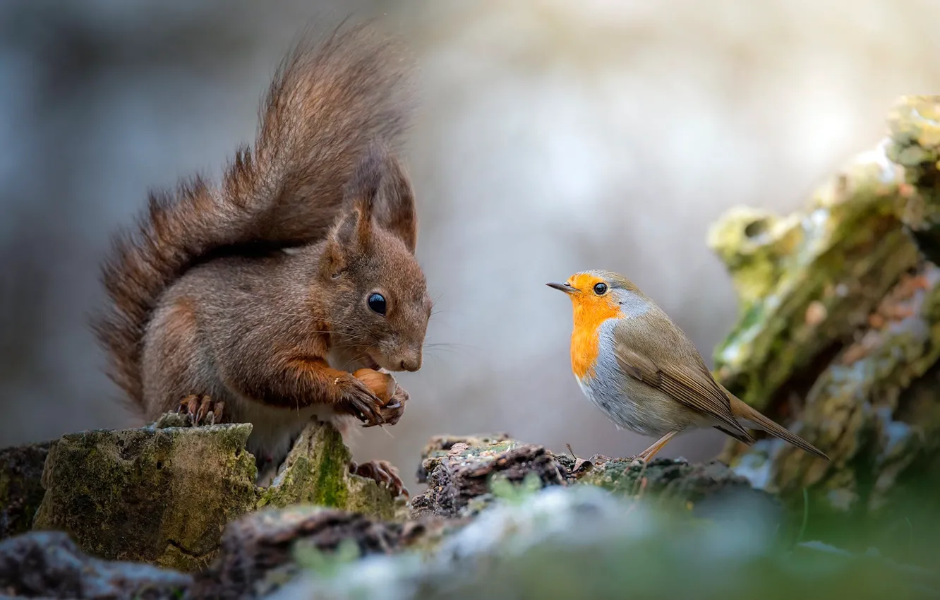 Photo wallpaper nature, background, each, bird, stump, protein, friendship, bird