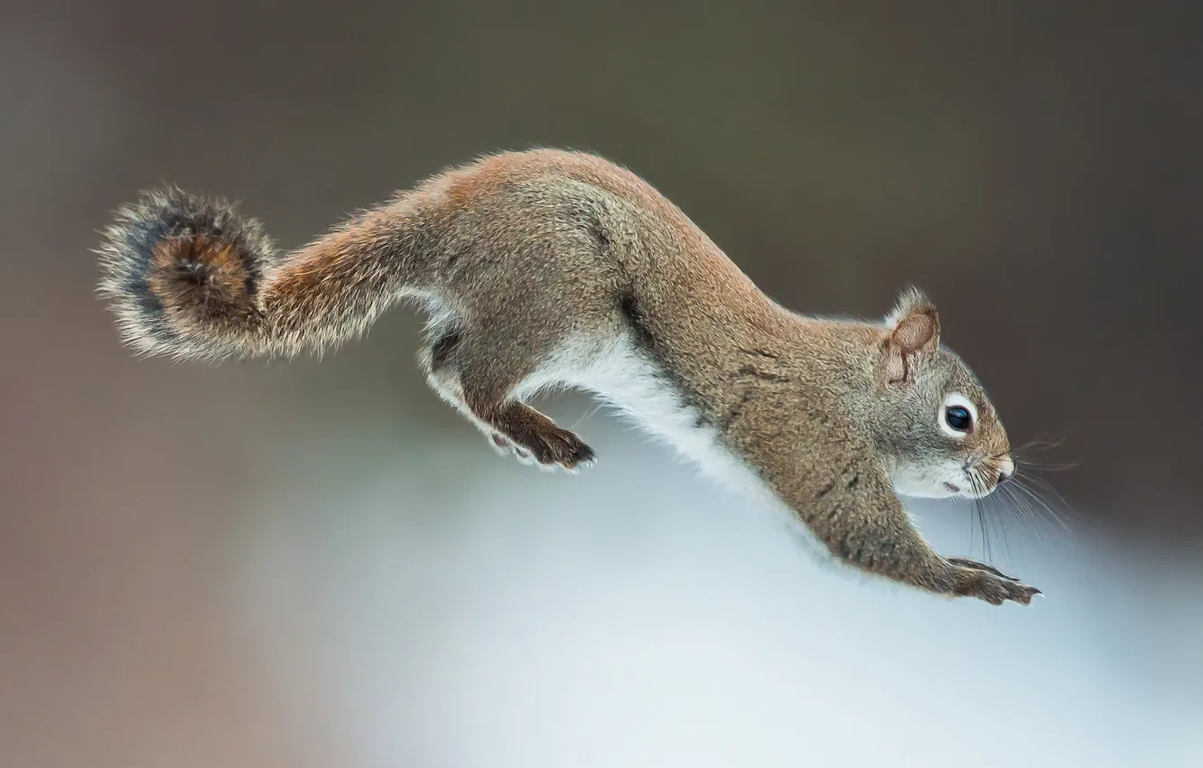 Photo wallpaper winter, pose, jump, legs, protein, profile, grey, grey background