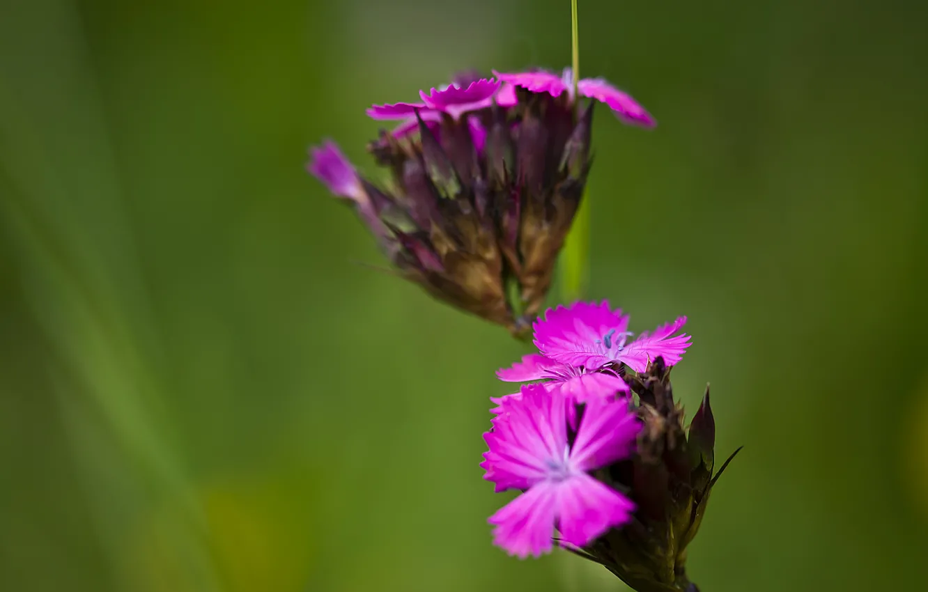 Photo wallpaper plant, petals, clove