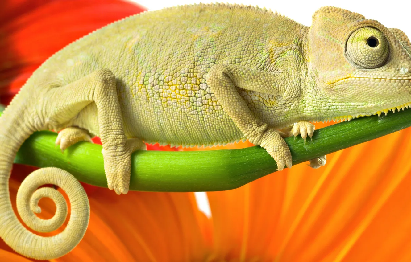 Photo wallpaper orange, branches, red, green, chameleon, color