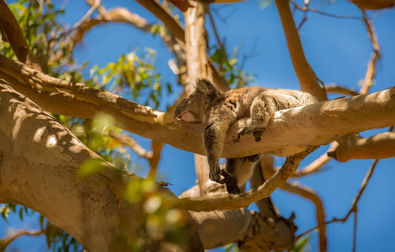 Photo wallpaper light, trees, branches, blue, stay, sleep, Australia, sleeping