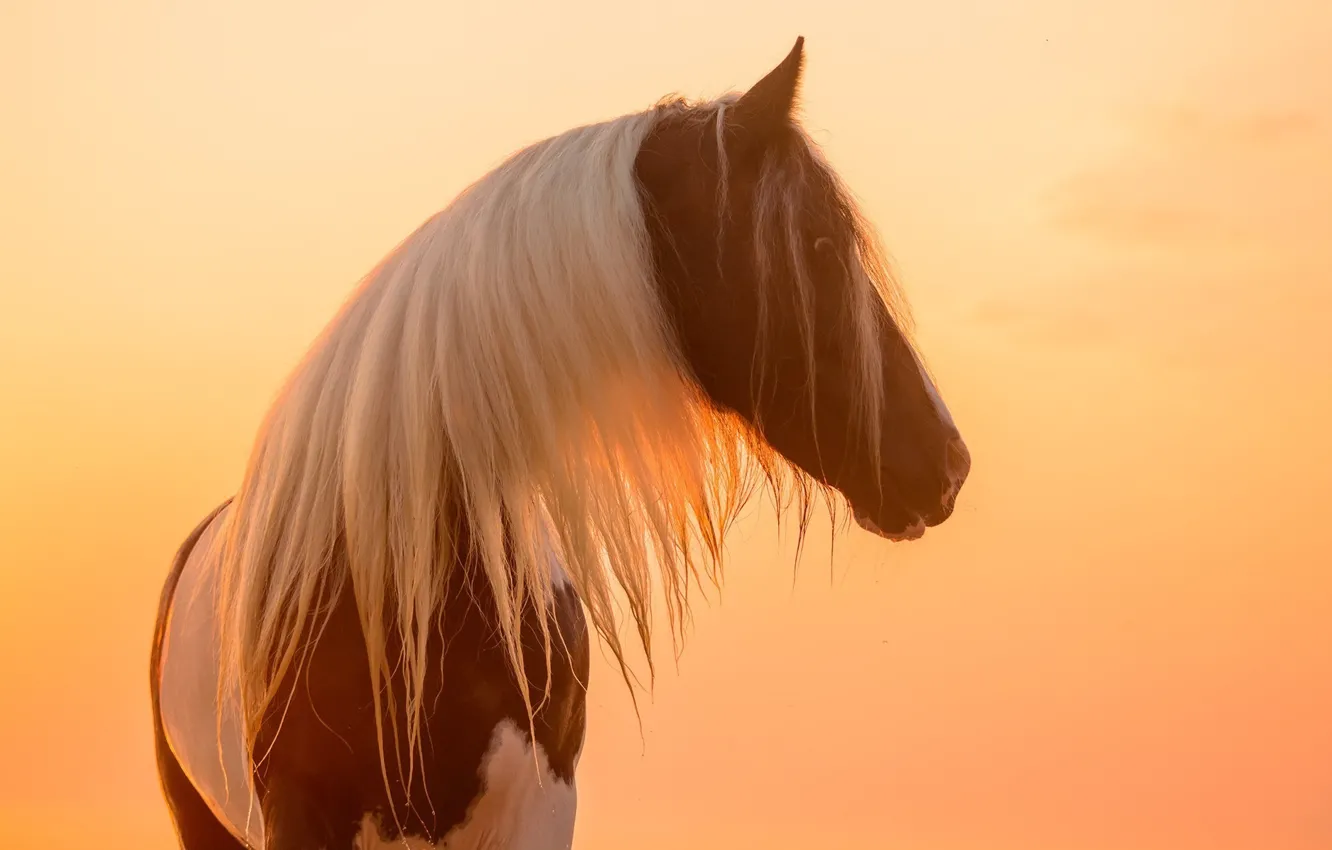 Photo wallpaper face, the sun, light, sunset, horse, horse, mane, profile