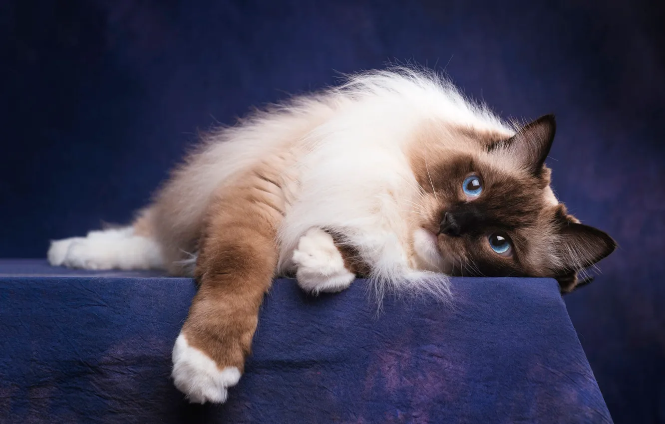 Photo wallpaper cat, cat, look, face, pose, the dark background, portrait, paws