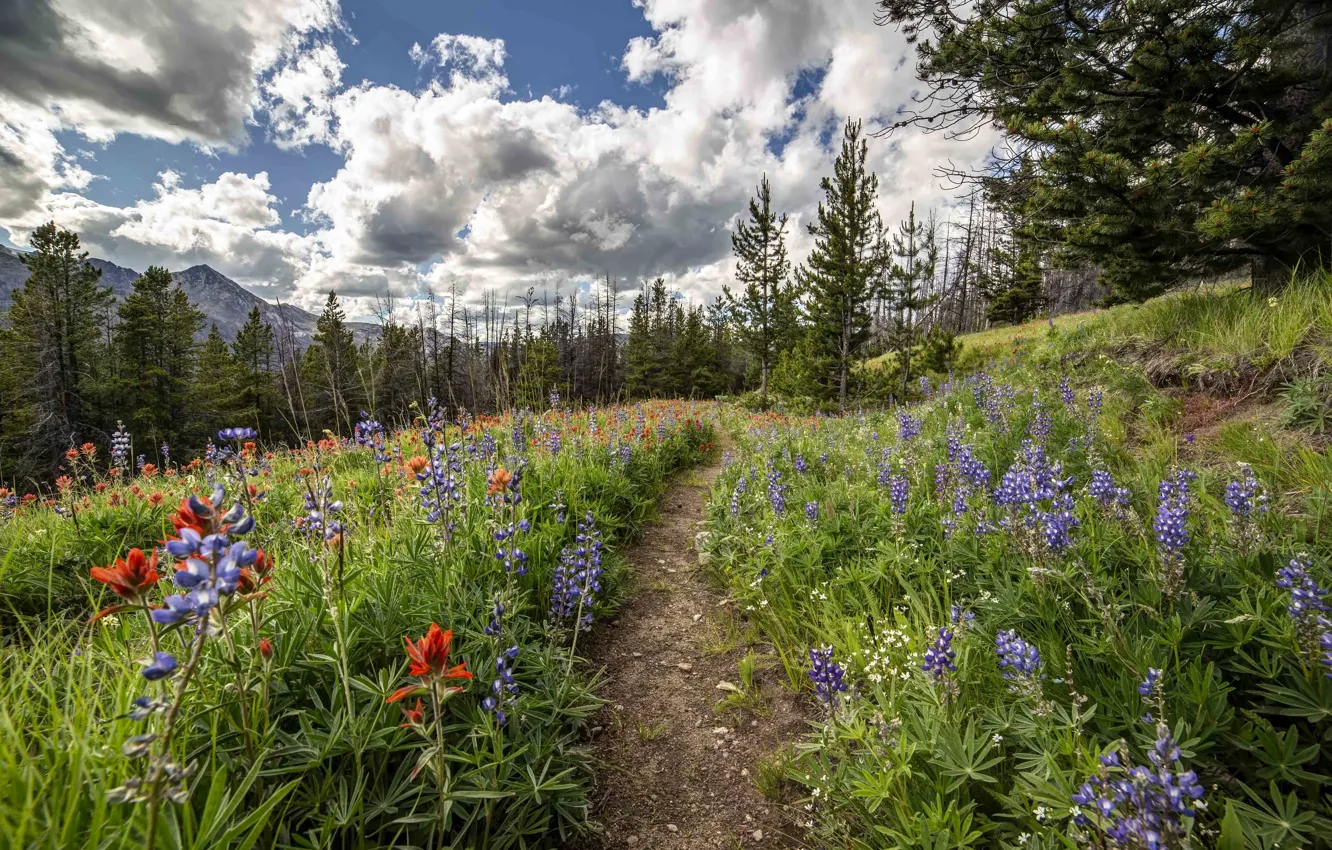 Photo wallpaper forest, summer, flowers