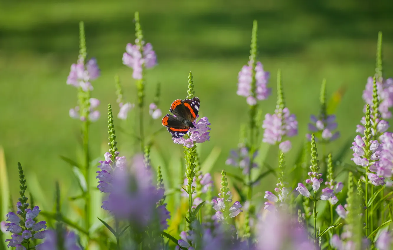 Photo wallpaper summer, flowers, nature, butterfly