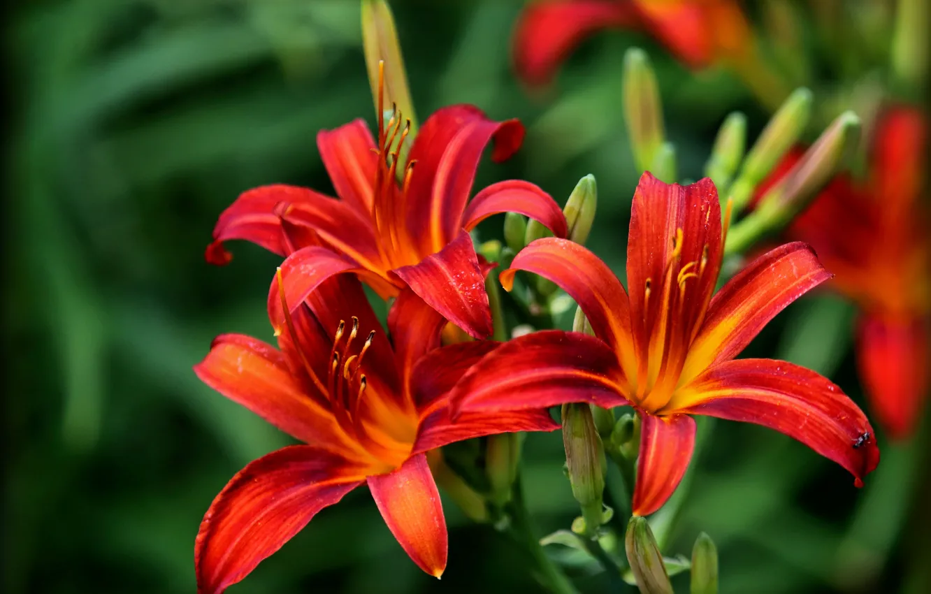 Photo wallpaper macro, Lily, petals, buds