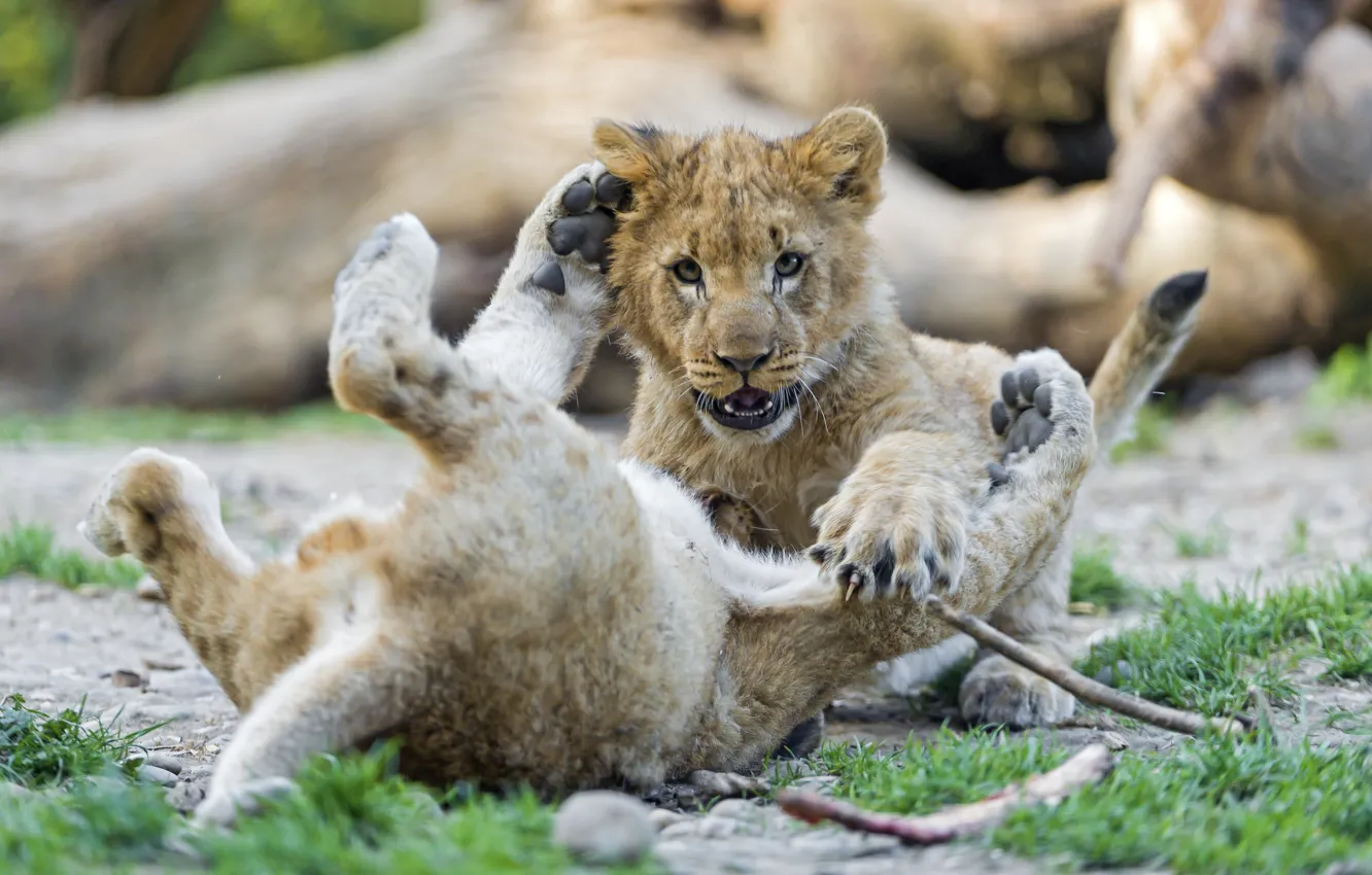 Photo wallpaper cat, grass, the game, cub, kitty, the cubs, lion, ©Tambako The Jaguar