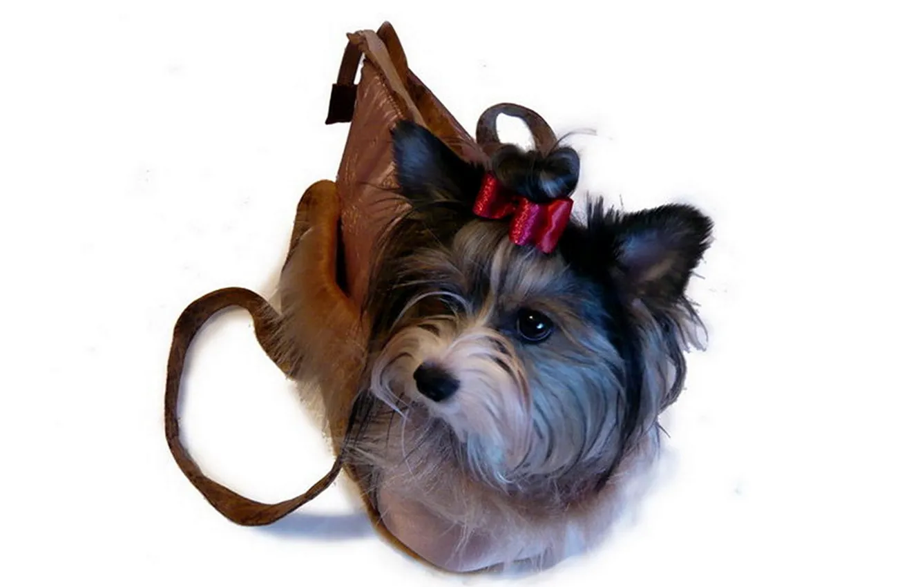 Photo wallpaper clothing, dog, tailoring