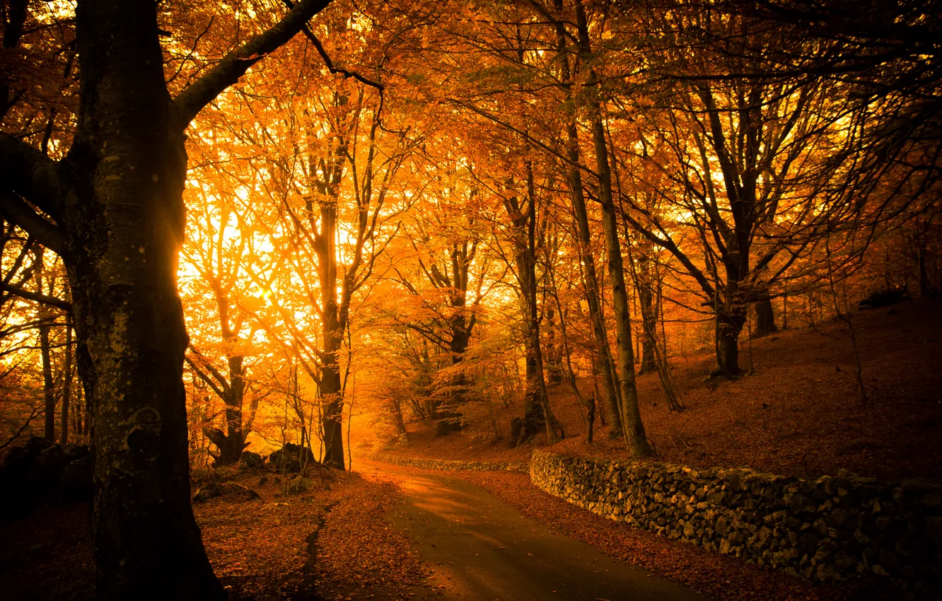 Photo wallpaper road, light, trees, Park, foliage, Autumn