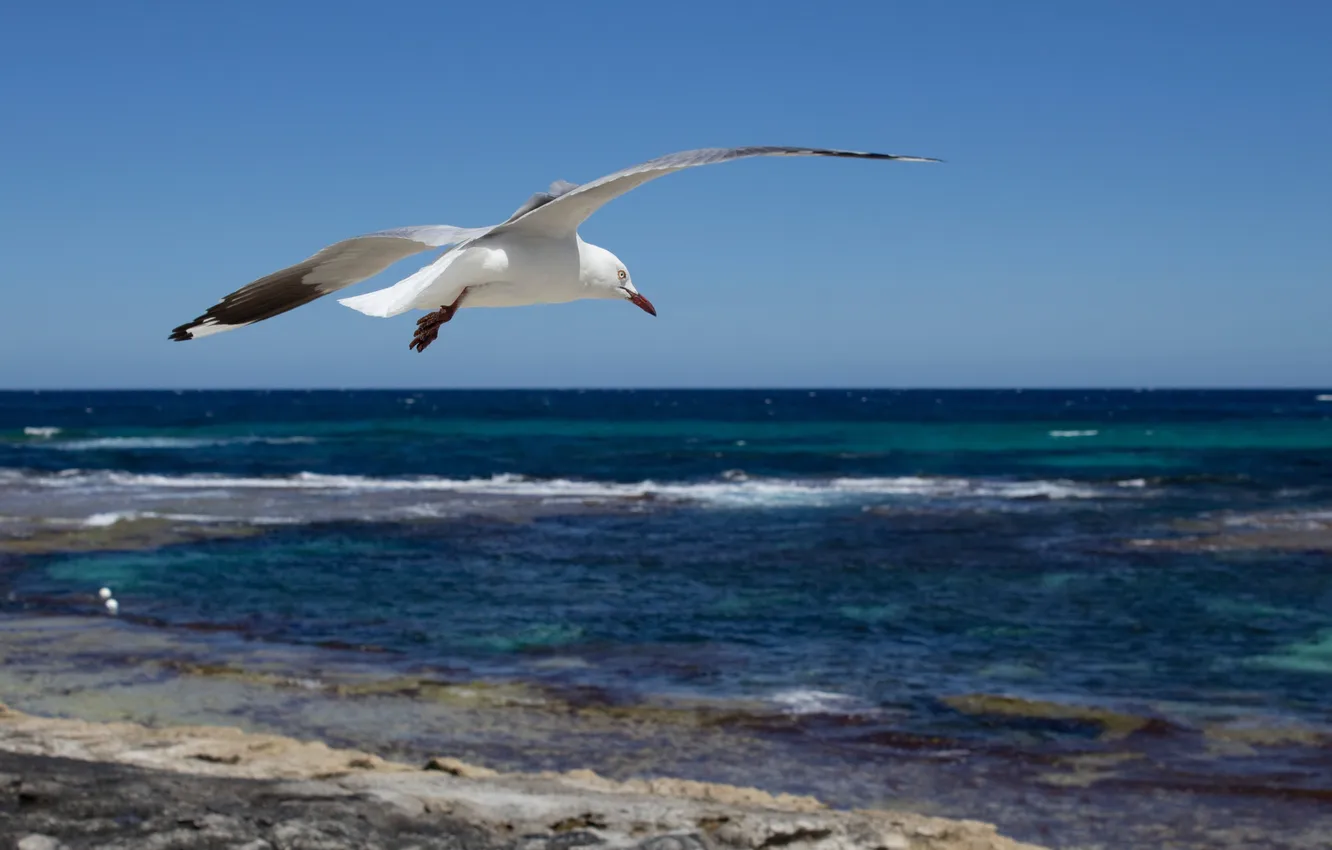 Photo wallpaper wave, the sky, clouds, flight, landscape, the ocean, bird, seagulls