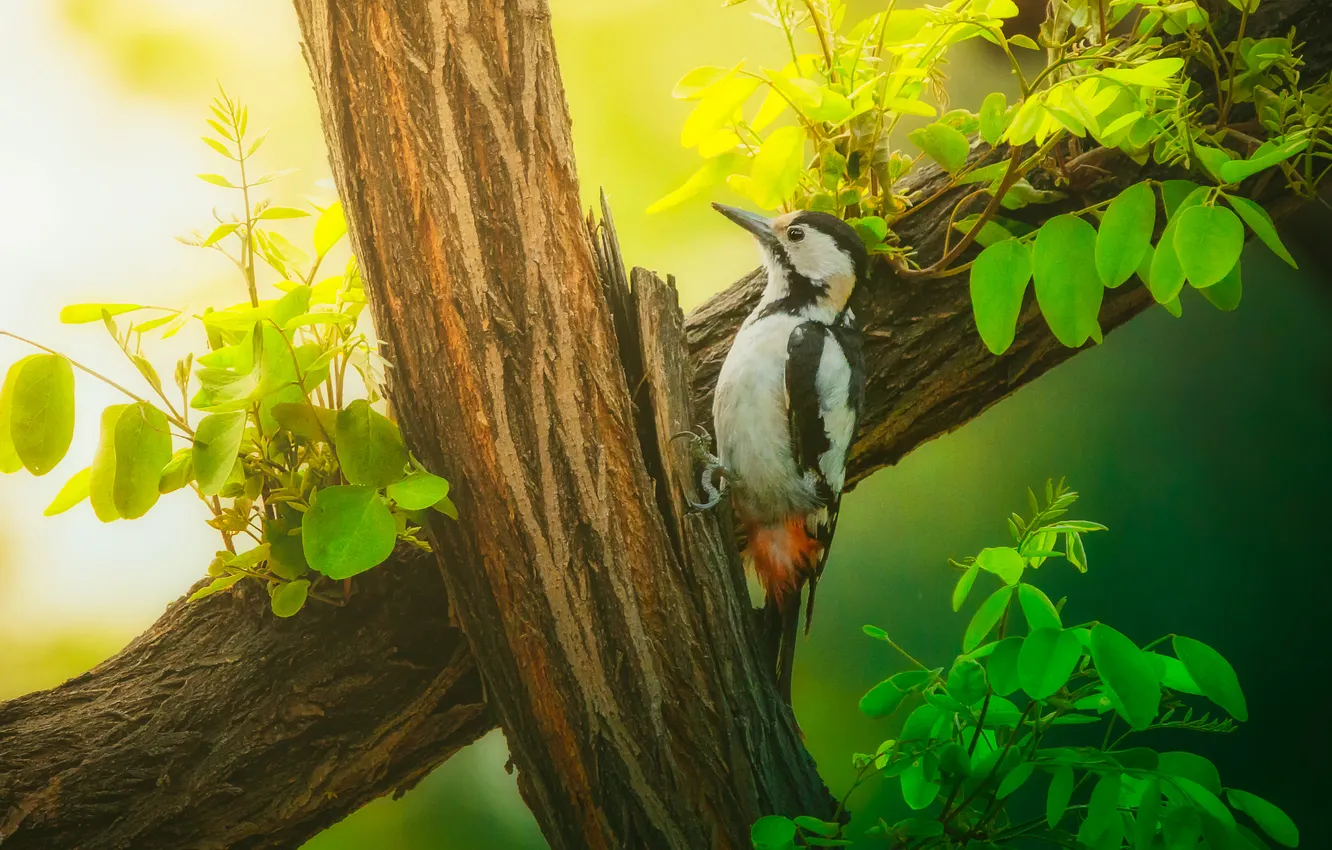 Photo wallpaper trees, bird, foliage, woodpecker