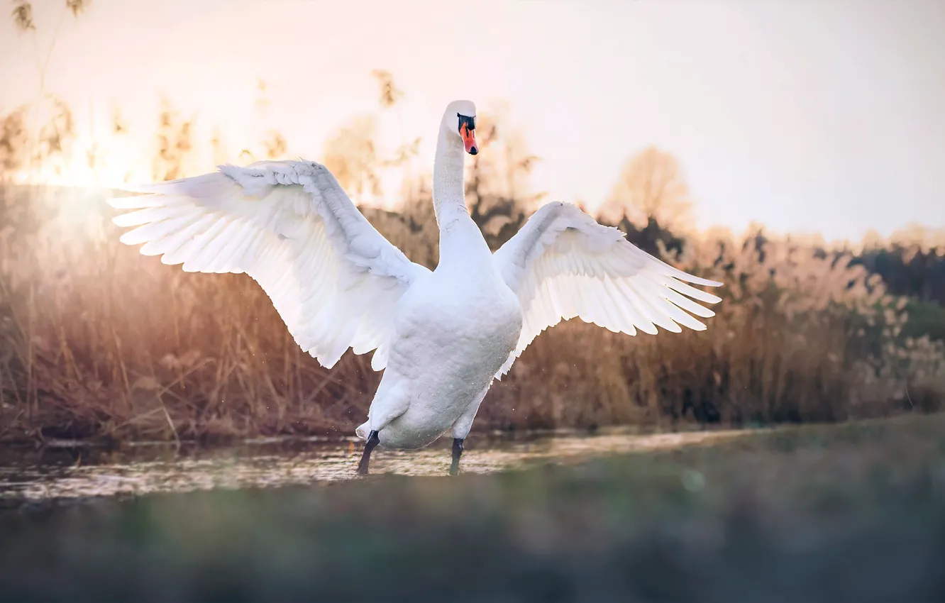 Photo wallpaper nature, bird, swans