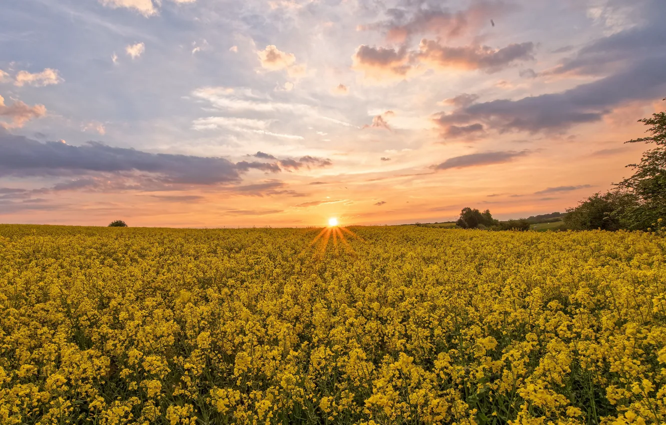 Photo wallpaper summer, the sun, clouds, sunset, flowers, yellow, dawn, a lot