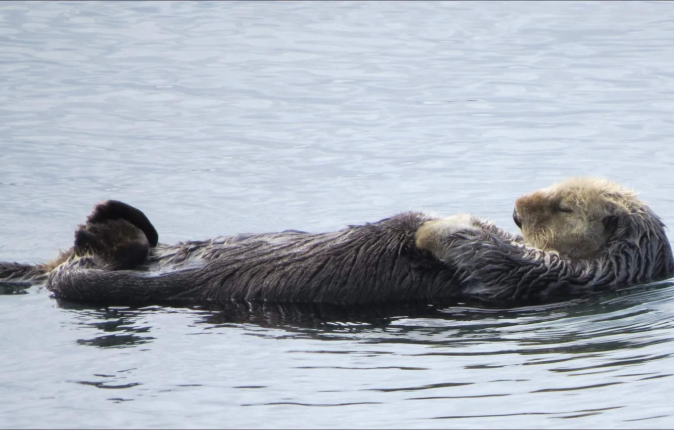 Photo wallpaper oops, weekend, relaxation