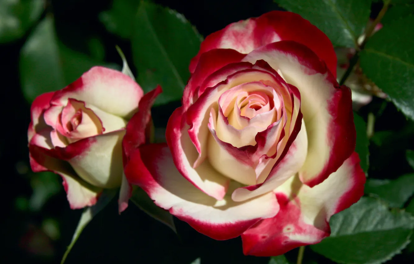 Photo wallpaper roses, petals, buds