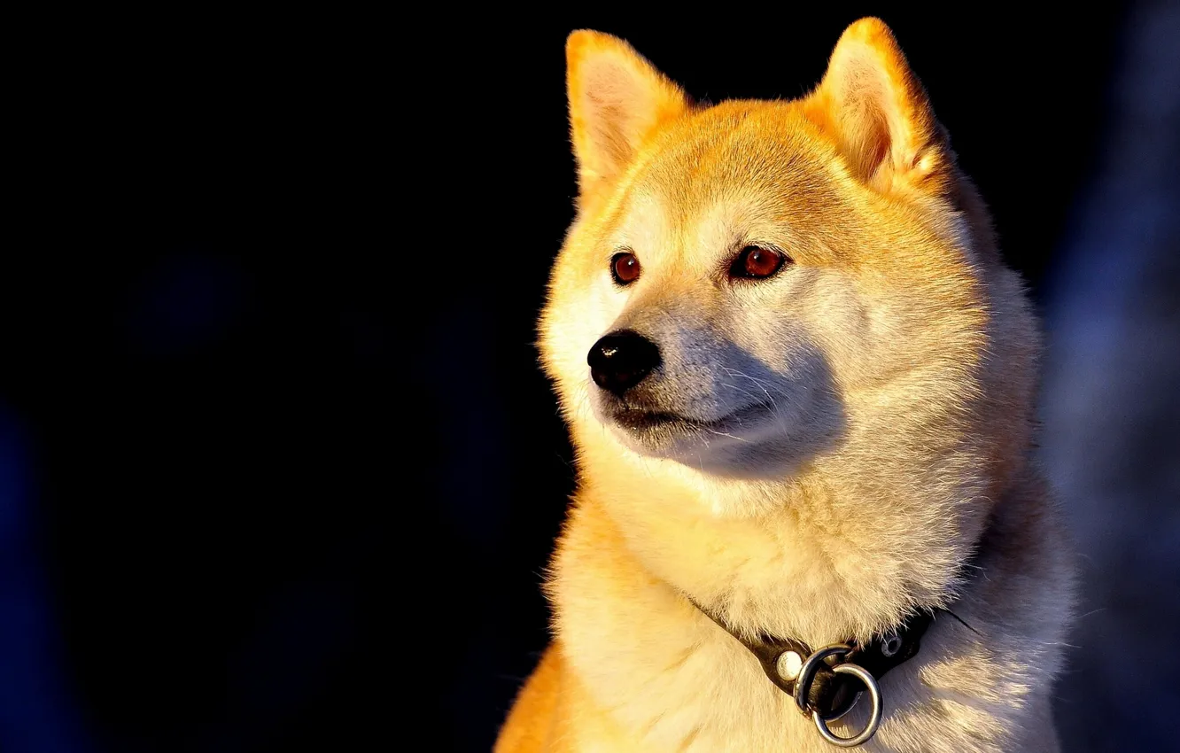Photo wallpaper dog, collar, Shiba inu