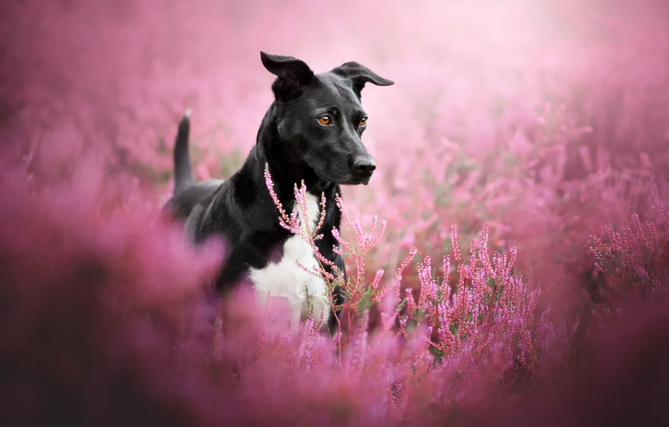 Photo wallpaper dog, blur, Heather