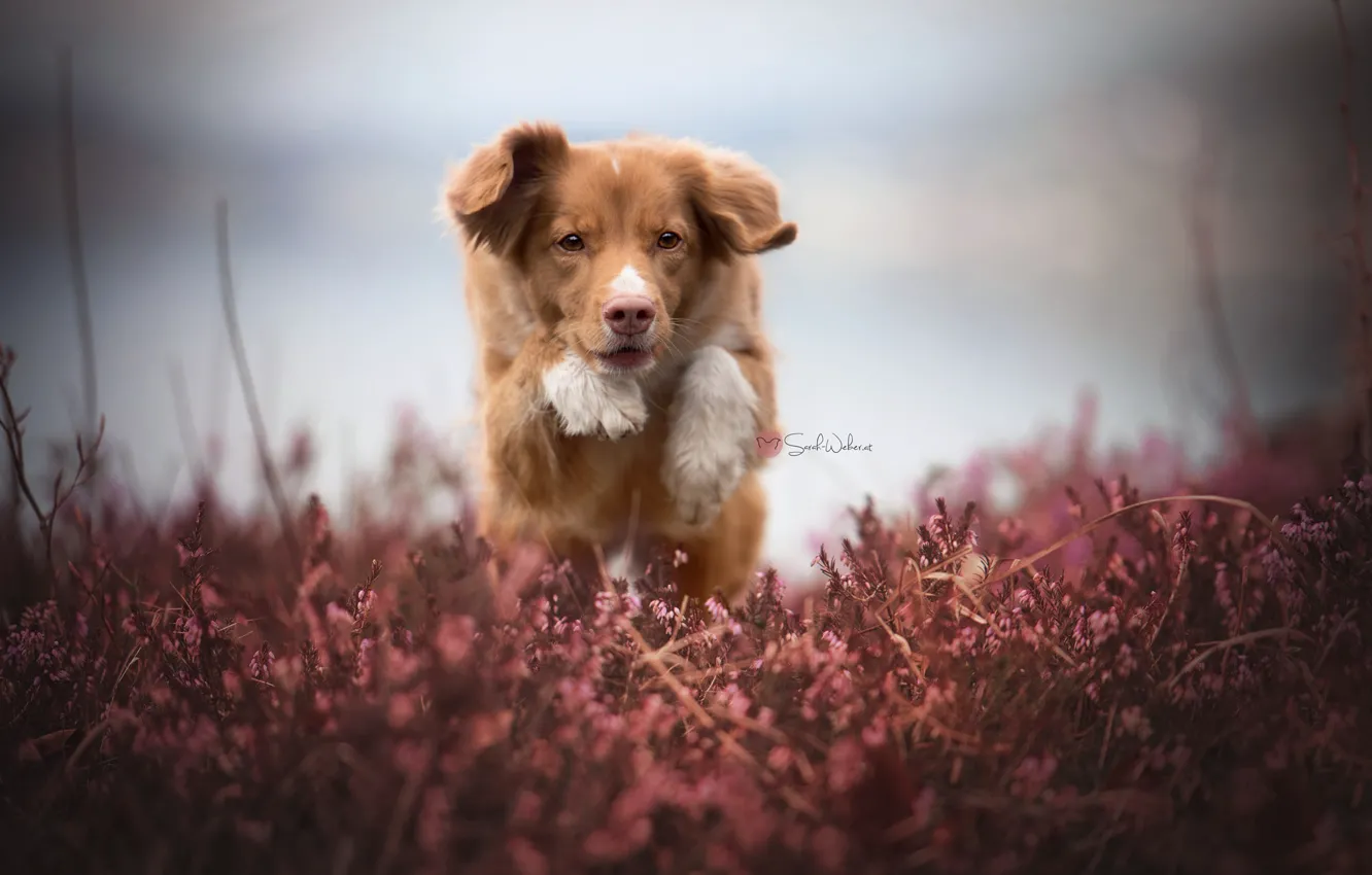 Photo wallpaper look, nature, dog