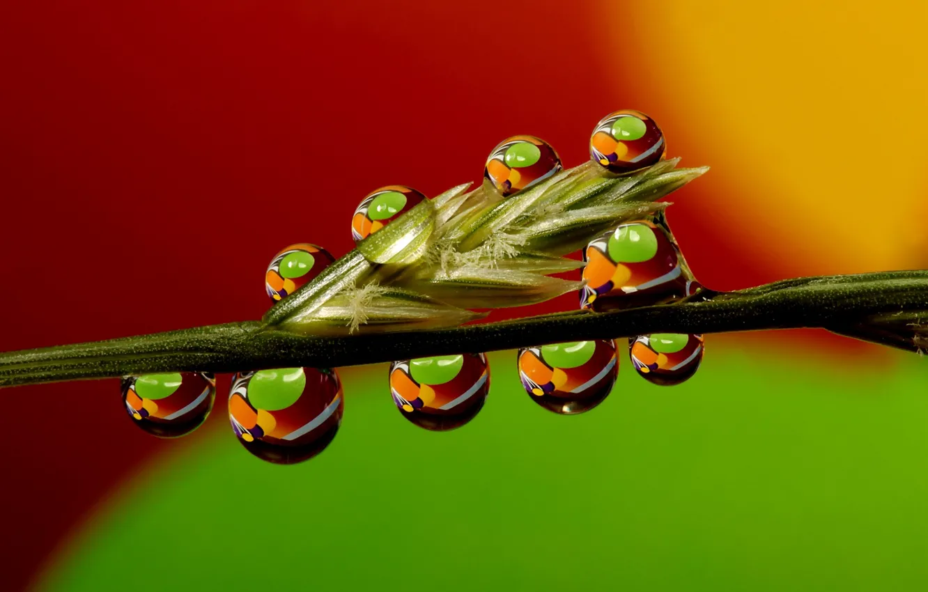 Photo wallpaper grass, water, drops, macro, Rosa, stem