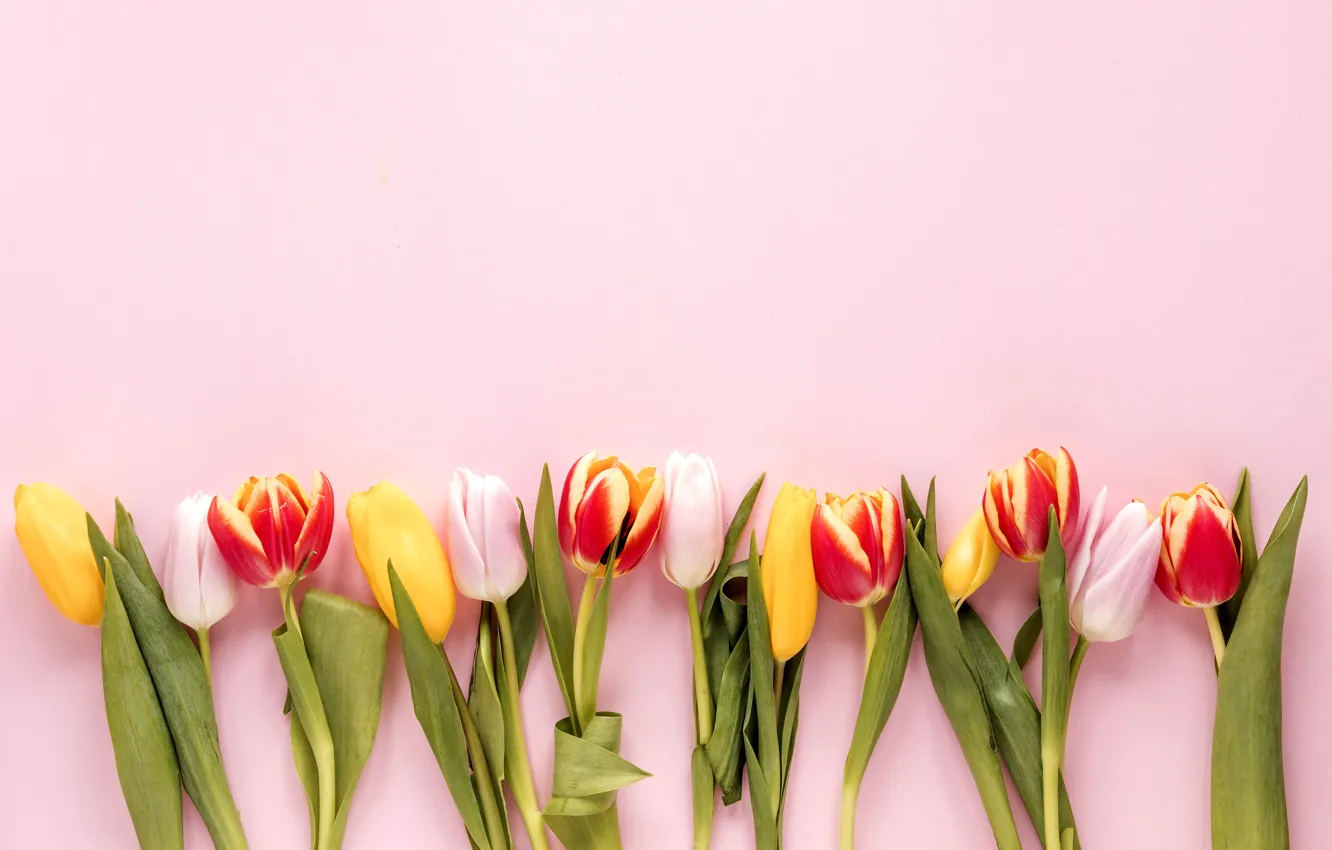 Photo wallpaper flowers, colorful, tulips, fresh, flowers, tulips, spring, multicolored