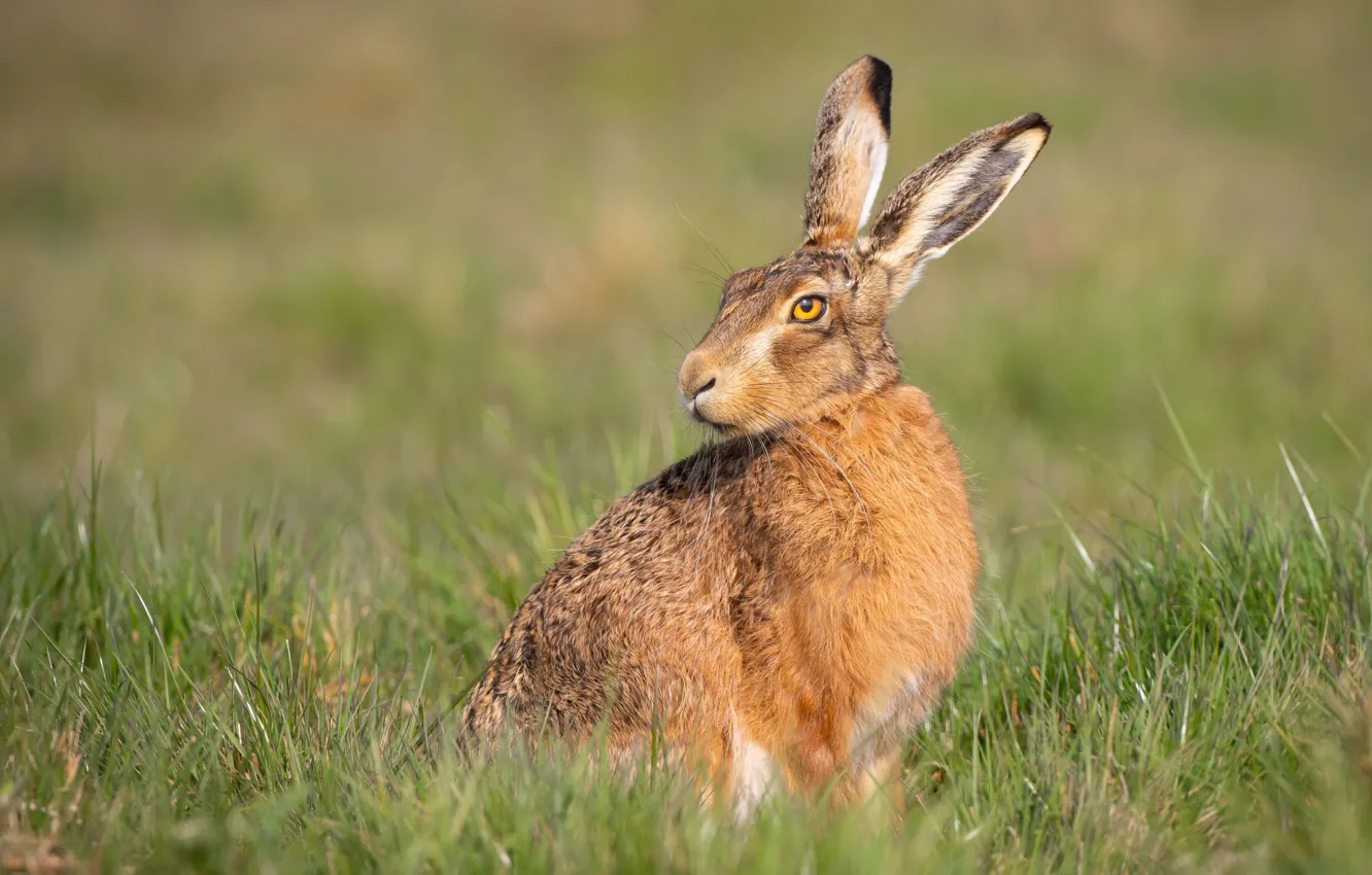Photo wallpaper grass, look, nature, glade, hare, face, sitting