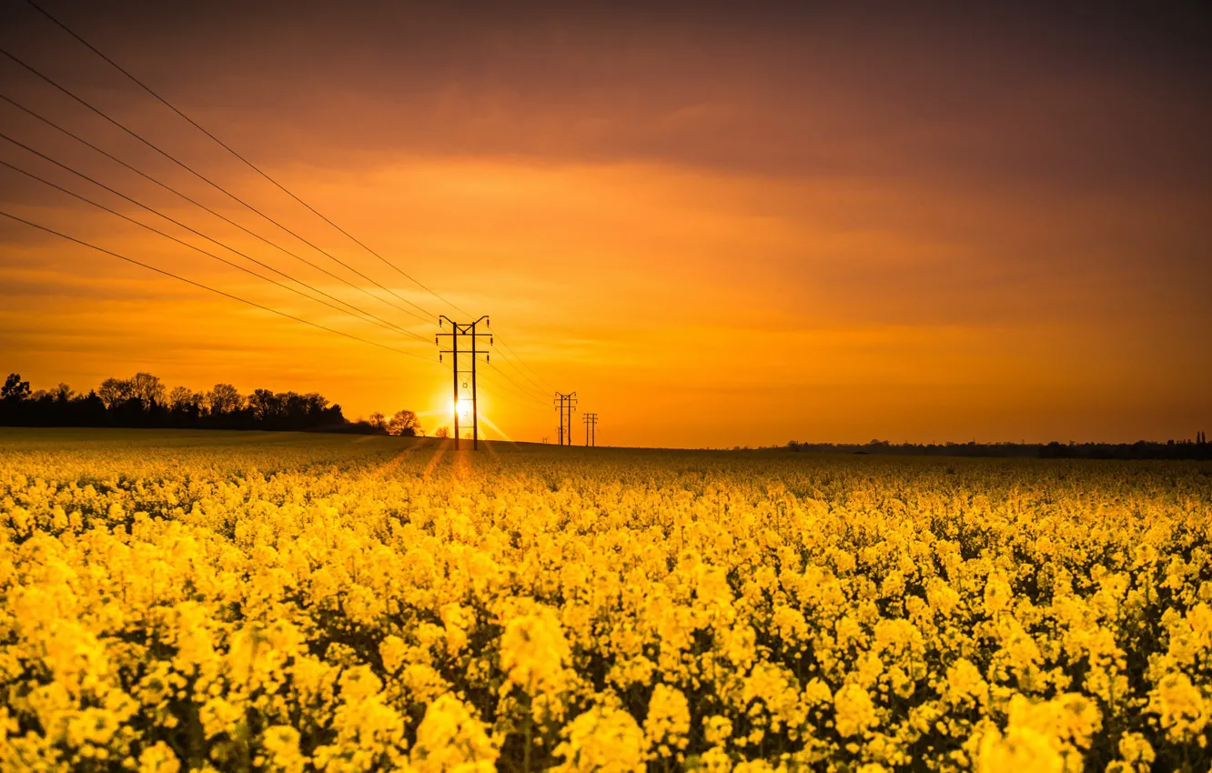 Photo wallpaper sunset, power lines, rape