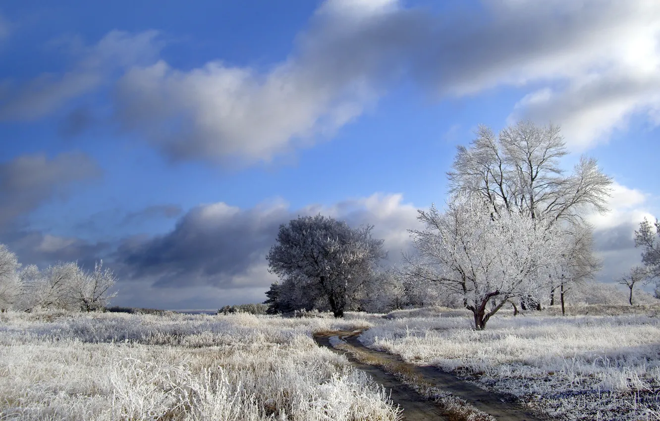 Photo wallpaper winter, road, field, trees