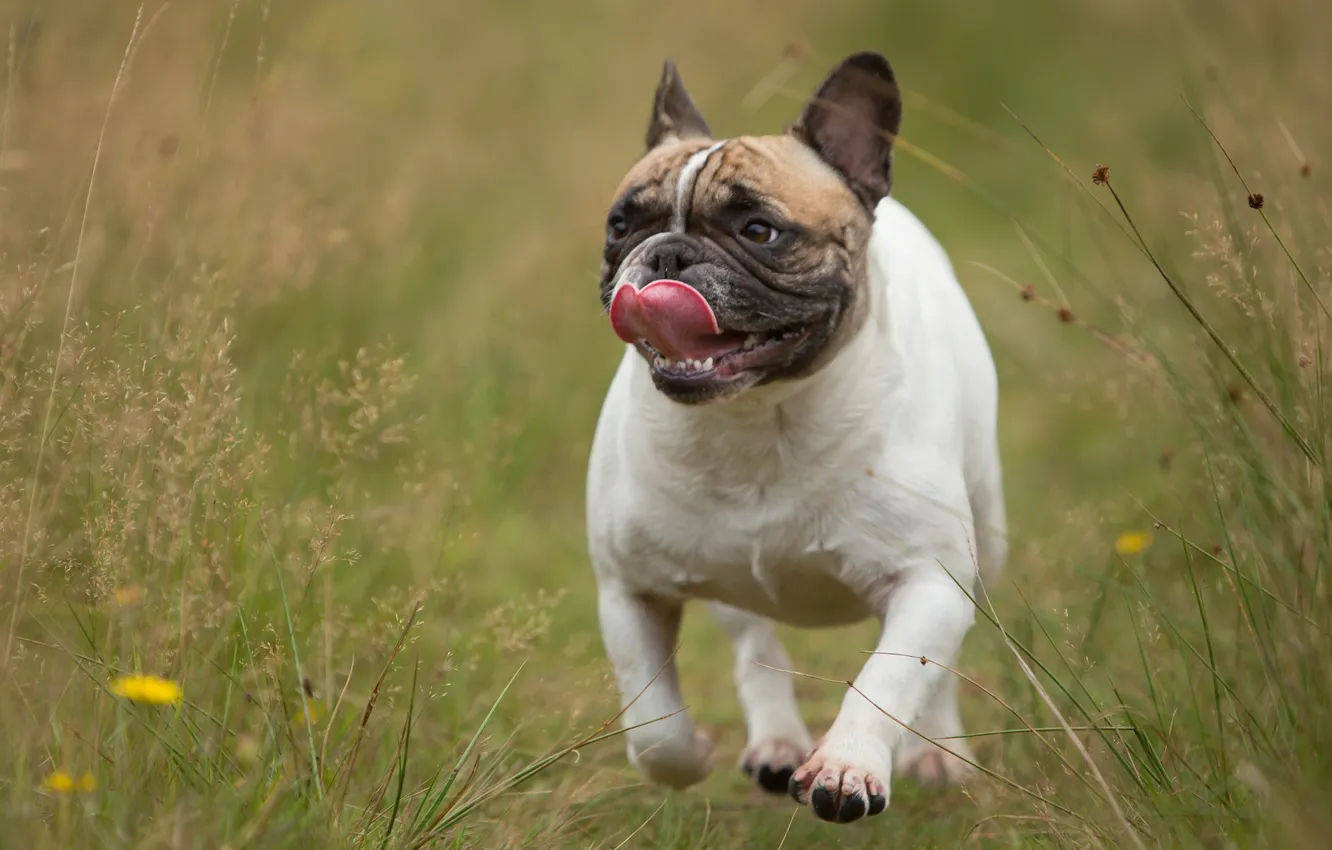 Photo wallpaper language, grass, dog, walk, French bulldog