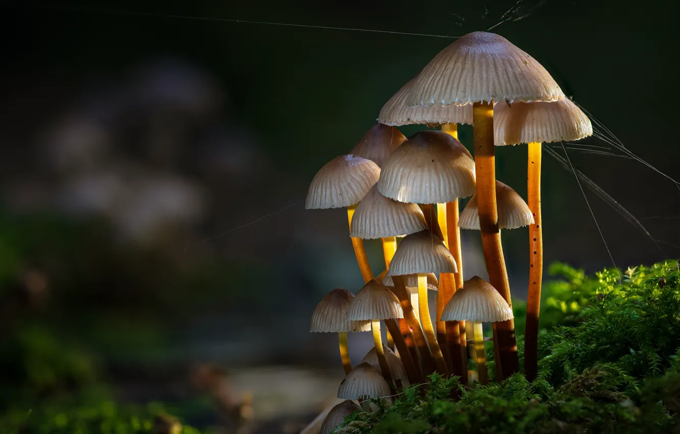 Photo wallpaper mushrooms, moss, web, toadstool, family