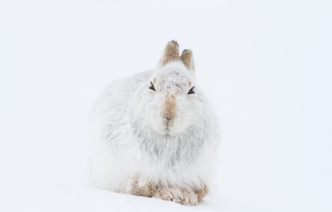 Photo wallpaper winter, mountain, snow, wildlife, hare