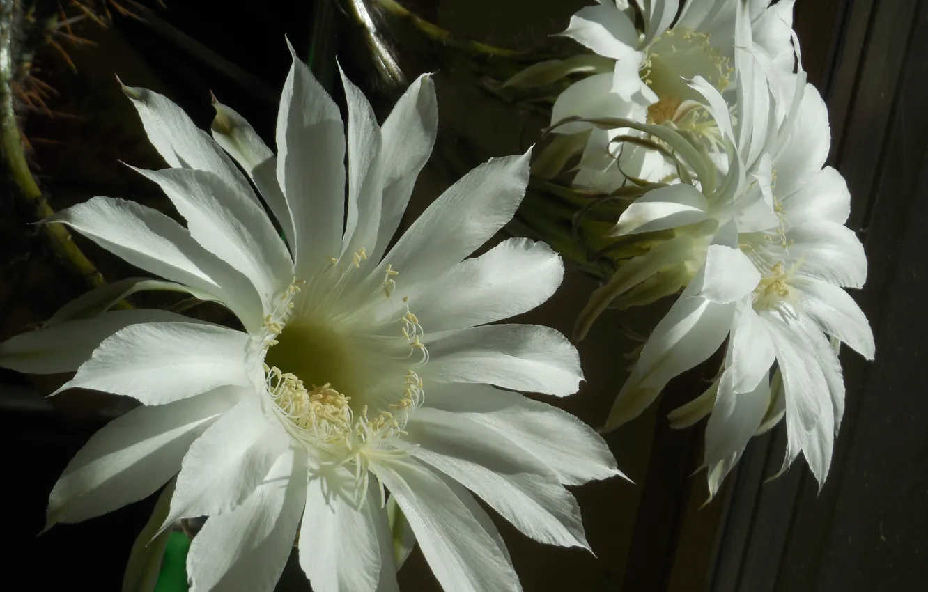 Photo wallpaper flowers, cactus, beautiful flower, cactus flowers, echinopsis tubuliferous
