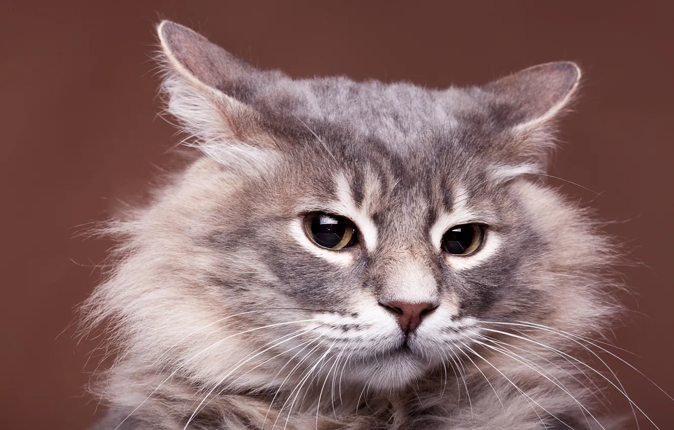 Photo wallpaper cat, cat, portrait