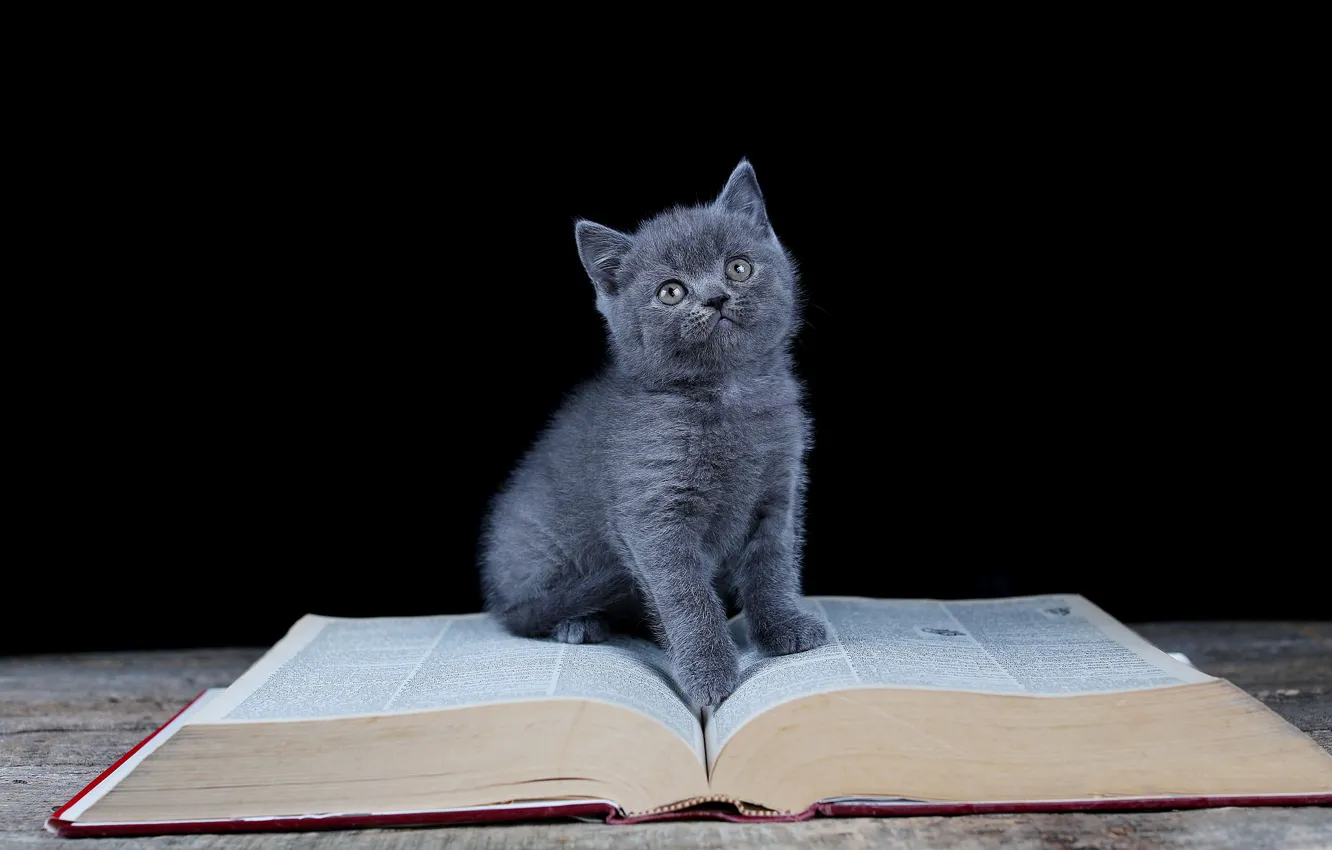 Photo wallpaper look, book, black background, kitty, sitting
