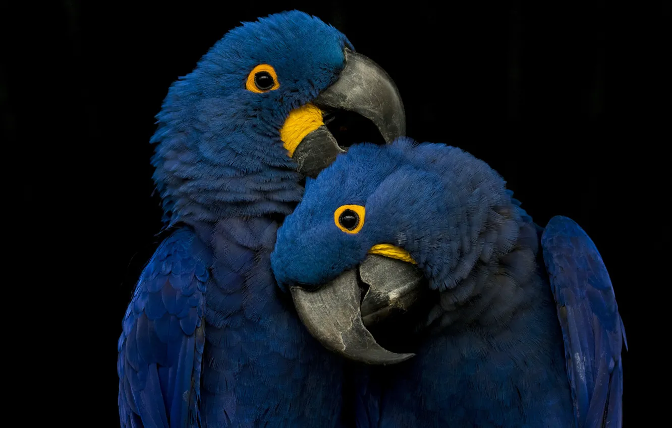 Photo wallpaper blue, playing, parrots, picks