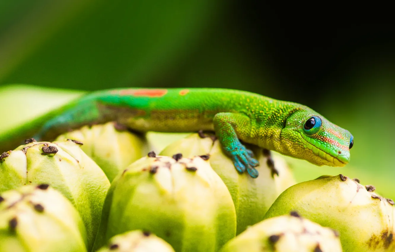 Photo wallpaper lizard, fruit, Gecko, Pandan