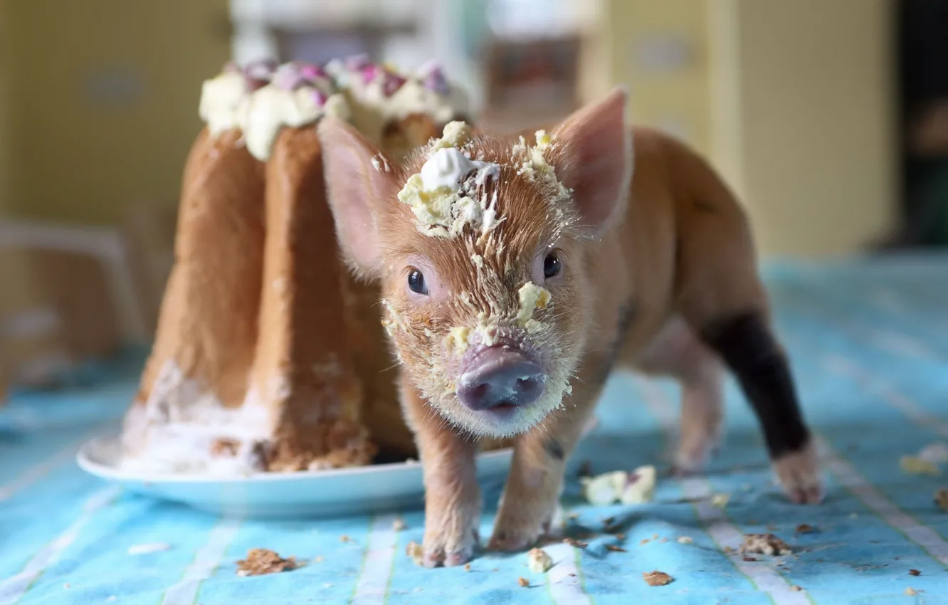 Photo wallpaper cupcake, crumbs, pig