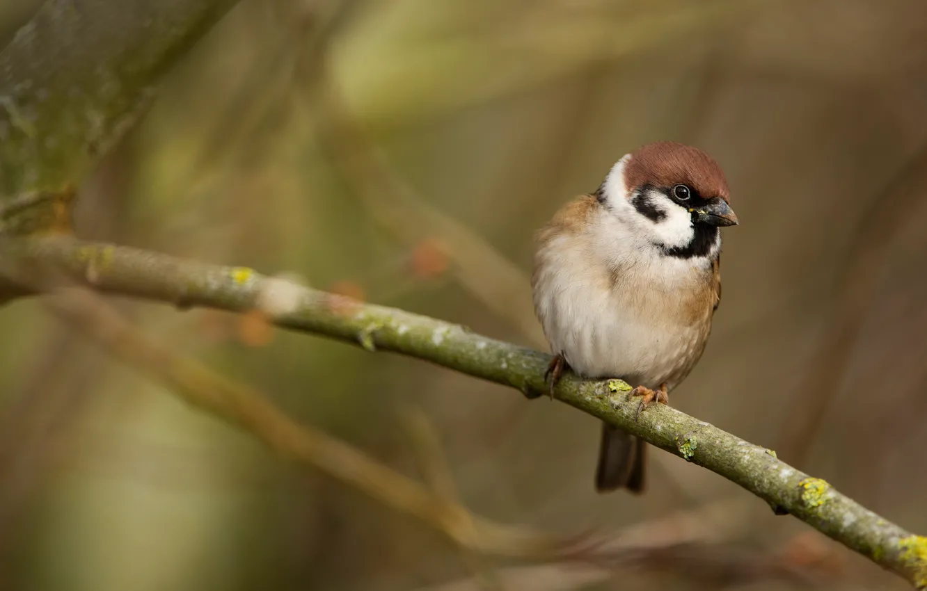Photo wallpaper branches, background, bird, Sparrow