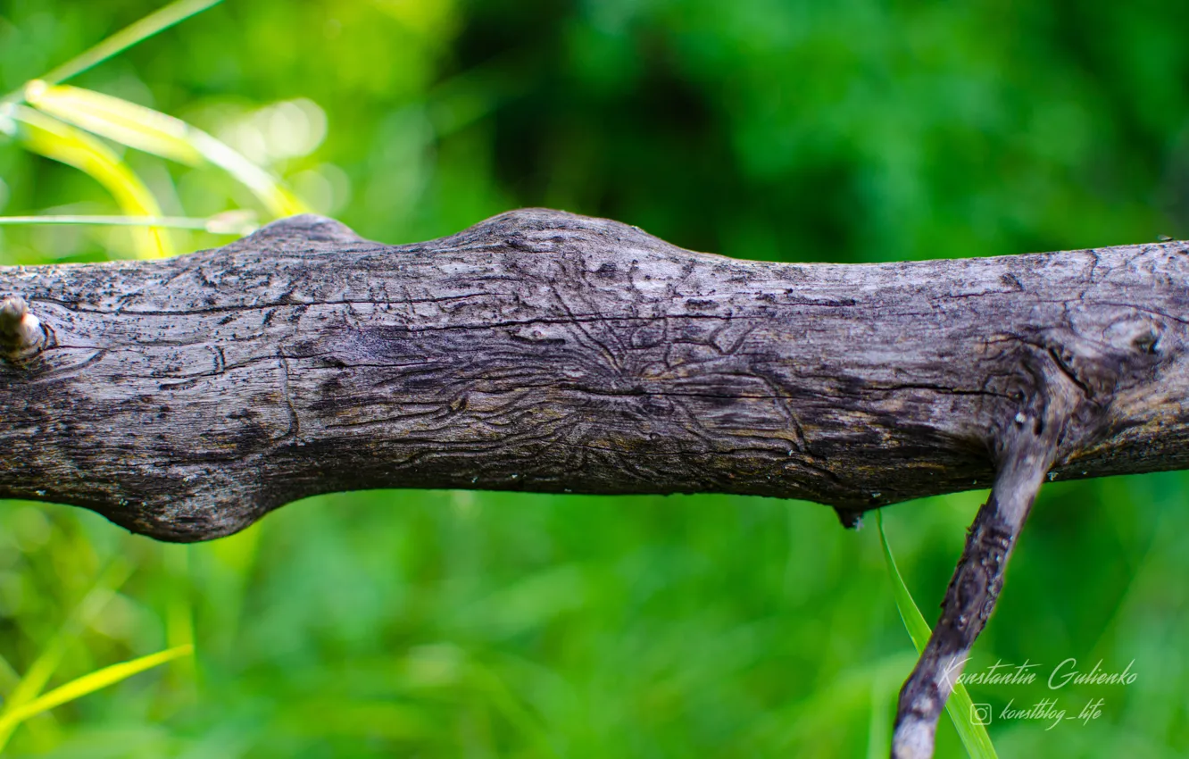 Photo wallpaper nature, tree, sign, figure, plant, beautiful