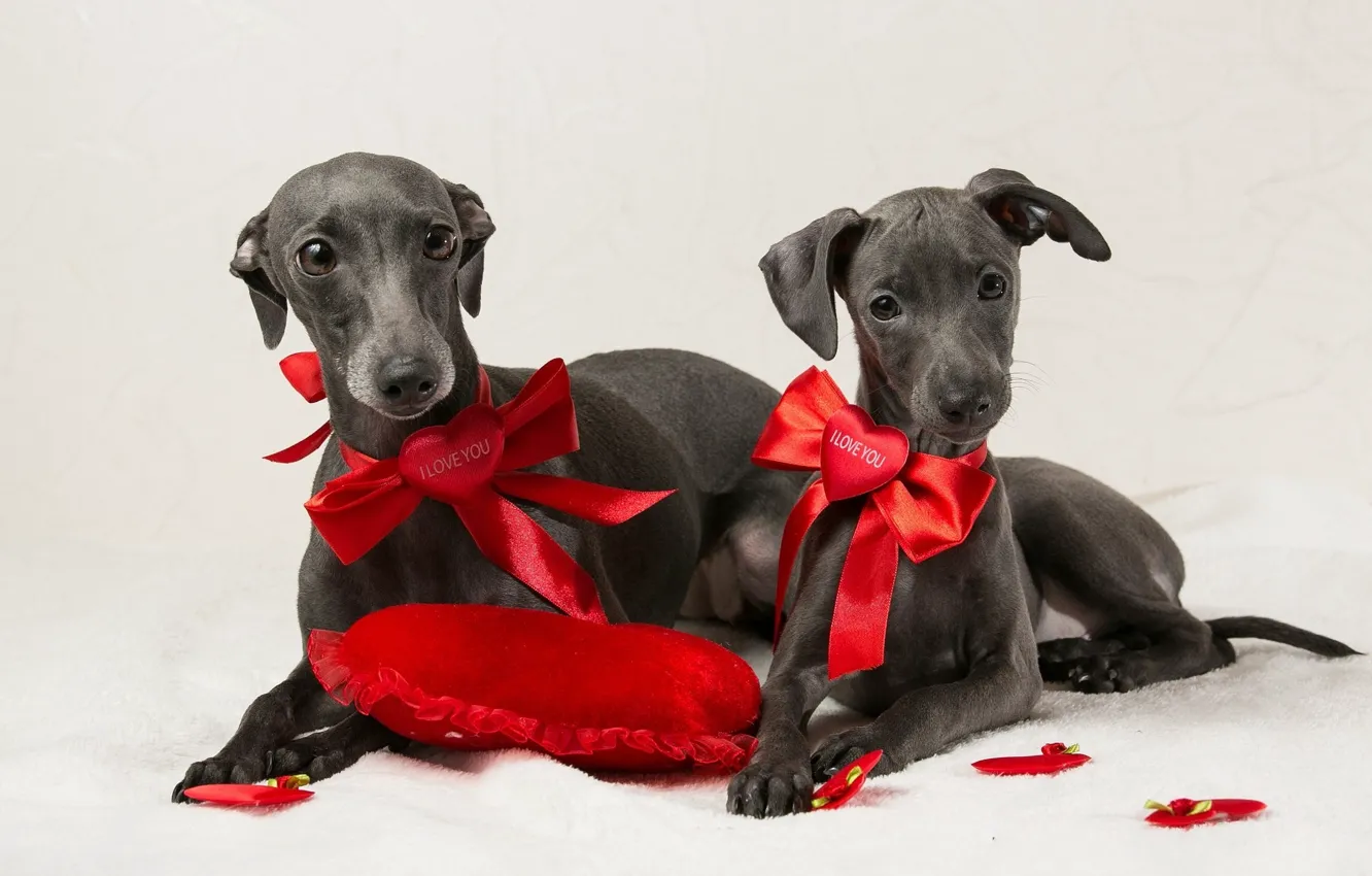 Photo wallpaper dogs, hearts, bows