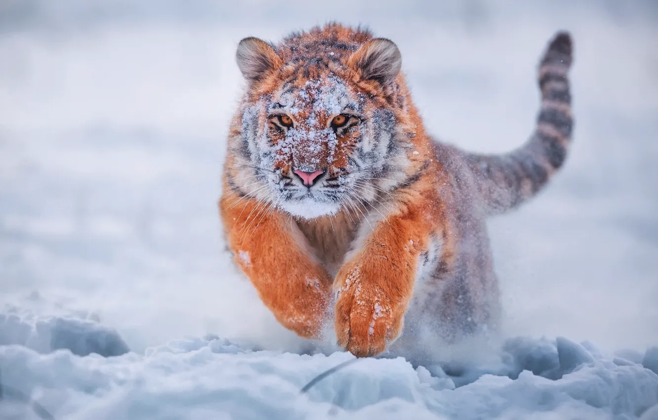 Photo wallpaper winter, snow, tiger, tiger, young tiger