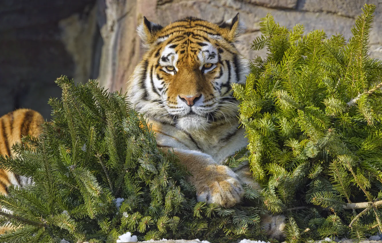 Photo wallpaper look, face, trees, branches, tiger, stones, spruce, lies